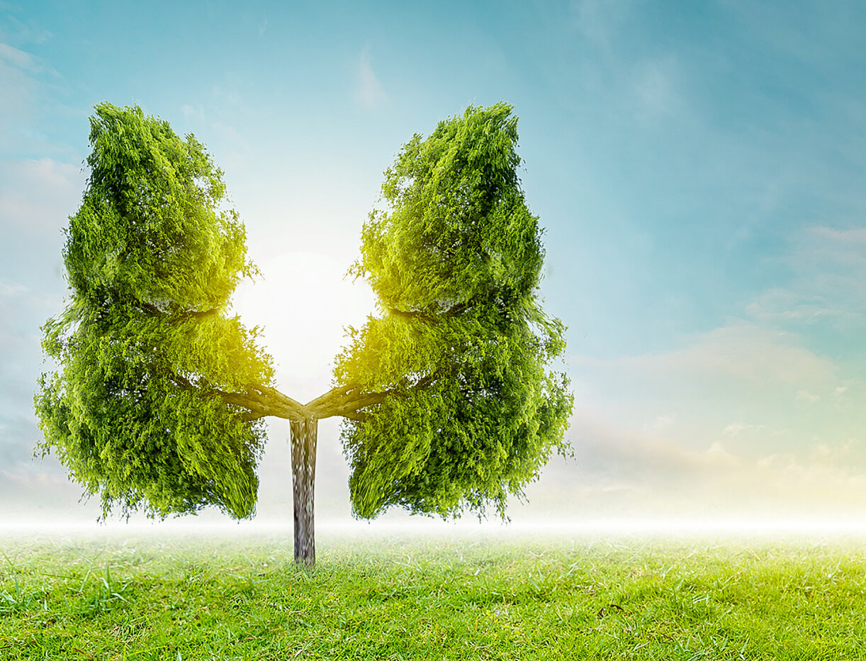 Zehnder_CAS_IMG_Tree_and_lungs